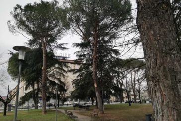 Via Mascagni: interventi in vista per il reimpianto di alberi