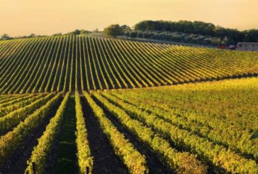 Il Chianti tornerà presto a risplendere: distanti ma uniti, ce la faremo!