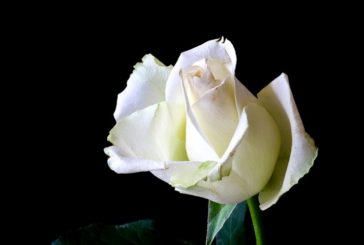 Il tempo del vino e delle rose