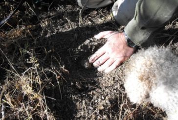 Tartufo: la cerca e cavatura sono patrimonio dell’Unesco