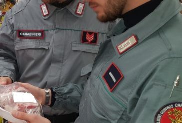 Avvistato un marsupiale nell’area tra Siena ed Arezzo