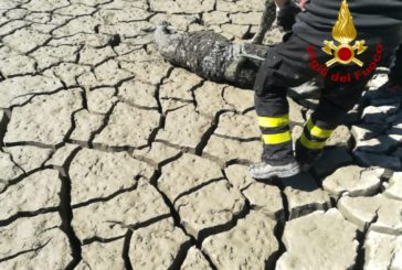 Salvato un daino intrappolato nel fango a Pienza