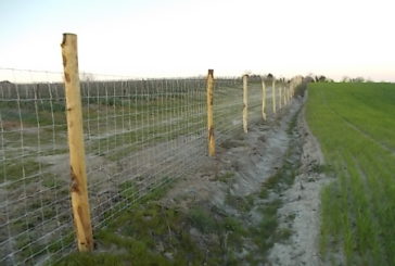 Anche la Berardenga “chianteggia”…