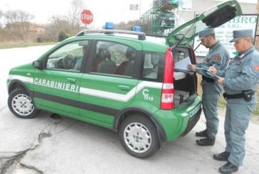 I Carabinieri Forestali scoprono un furto di energia elettrica