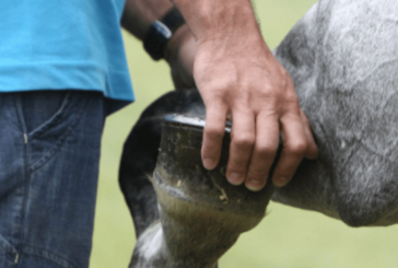 Palio: nominati i veterinari della Commissione Tecnica Comunale