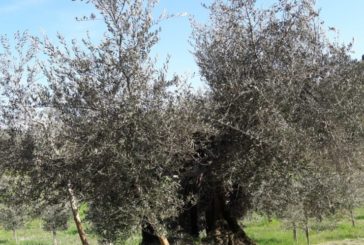 Slow Food presenta l’olivo “Minuta” di Chiusi
