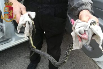 Mentre guida scopre un serpente in auto: interviene la Polstrada