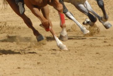Supporto su screening cavalli: rinnovata la convenzione con Unipi