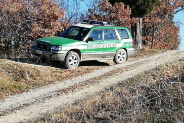 I Carabinieri Forestali sequestrano un cantiere boschivo a San Gimignano