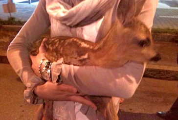 SOS animali selvatici feriti o in difficoltà: che fare