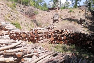 “Ancora tagli boschivi nella riserva naturale Farma”
