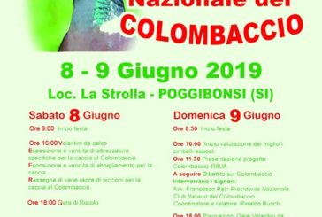 Dodicesima Festa del Colombaccio a Poggibonsi