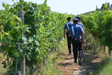 Lavoratori privi di visita medica: i Carabinieri multano un’azienda agricola