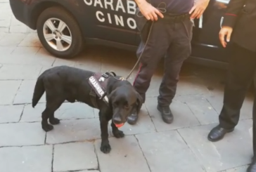 Ultimo Palio per Pluto, cane antiesplosivo dei Carabinieri