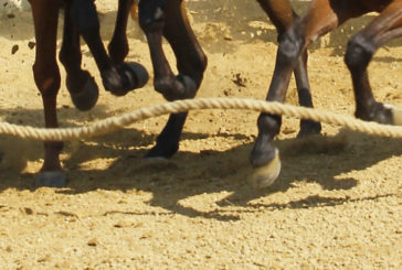 Palio del 2 Luglio: le accoppiate Contrada-cavallo-fantino