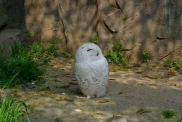 Un piccolo rapace salvato dagli uomini dell’Arma di Buonconvento