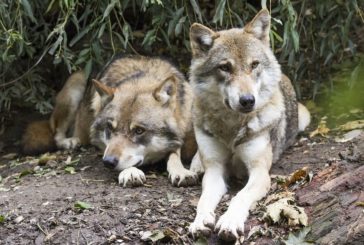 ALLARME CONFAGRICOLTURA, LUPI A POCHI CHILOMETRI DAL CENTRO DI ROMA