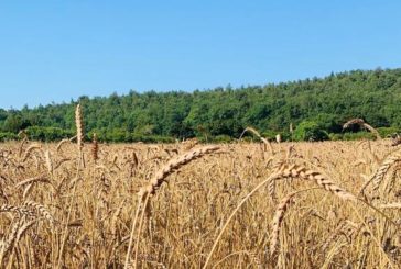 Campagne senesi a secco. Cala il raccolto del grano (-30%)