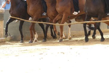 Contrada-cavallo-fantino: già definitive le monte del Palio