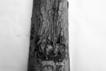 Chiara Tambani espone in una collettiva a Trieste