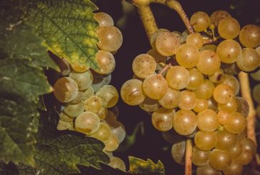 Viticoltura di precisione: nuovi strumenti per la sostenibilità aziendale e territoriale
