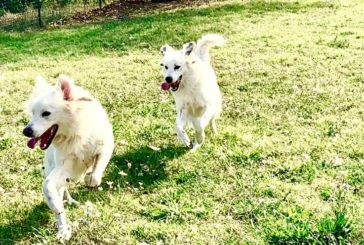 Murlo: progetti e idee per gli amici a quattro zampe in canile