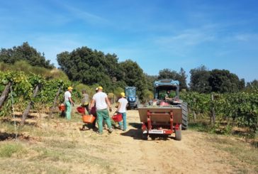 Vernaccia di San Gimignano: al via la vendemmia