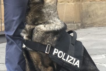 Polizia in azione in una scuola con i cani antidroga