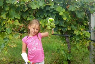 Cantine aperte in vendemmia: centinaia di appuntamenti in tutta Italia