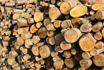 MILANO, IL LEGNO DELLA FORESTA DISTRUTTA RIVIVE NEL TRIENNALE TEATRO