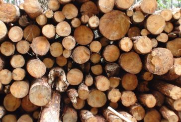 AL VIA UN PROGETTO PER ABBATTERE LA CO2 DEI PRODOTTI IN LEGNO