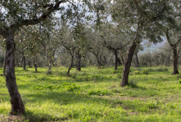 Coldiretti Toscana: “Siccità: preoccupano olivi e grano”