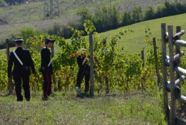Vendemmia “in nero” in Valdorcia rilevata dai Carabinieri
