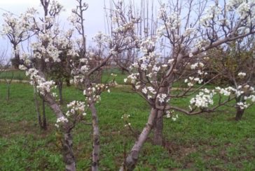 NATALE CON TEMPERATURE ANOMALE, COLDIRETTI "ALBERI GIÀ IN FIORE"