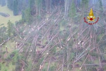 Festa dell’Albero: San Quirico finanzia la rinascita della Foresta dei Violini