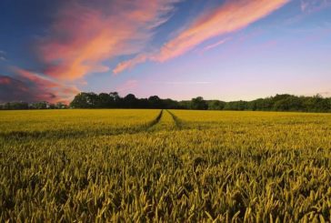 PAGAMENTI IN AGRICOLTURA, AGEA "NEL 2019 FATTO GRANDE LAVORO DI SQUADRA"