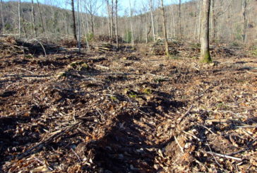 “Taglio indiscriminato del bosco sulla Montagnola: è autorizzato?”