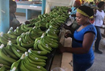 Nelle mense scolastiche italiane arrivano le banane bio