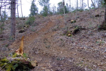 Indagini dei Carabinieri Forestali sul pesante taglio dei boschi della Montagnola Senese