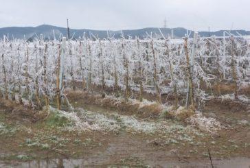 Corsa contro il tempo per salvare i frutteti in Valdichiana