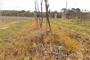 Se il futuro del vino è nell’arancione del diserbante…