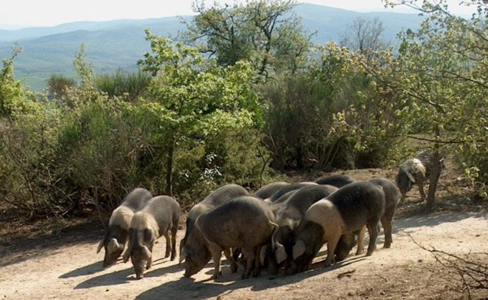 FdI: “Arezzo, Siena e Grosseto senza risorse contro la Peste suina africana ”