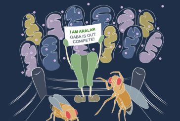 Autismo e Schizofrenia, possibile nuova strategia terapeutica