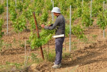 Agricoltura, Uila-Uil "Serve chiarezza su fabbisogno occupazionale"