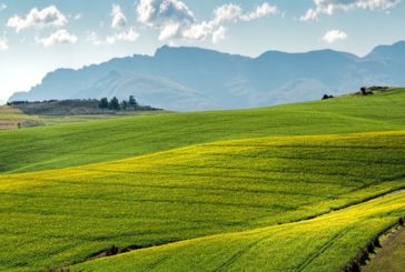 Coronavirus, da Ismea 30 milioni ad aziende agricole e pesca