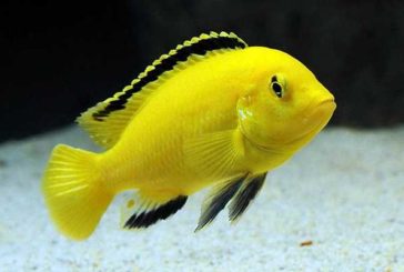 Il pesce oggi proprio non ci va