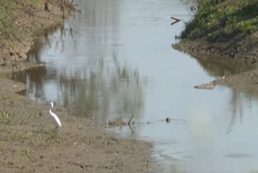 Dopo il lockdown, habitat fluviale più ricco