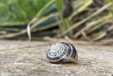 È nata Musnaf – Citizen Science, pagina FB dei Fisiocritici