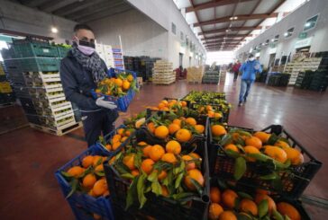 Impatto Covid-19 e Green Deal le nuove sfide per l'agroalimentare
