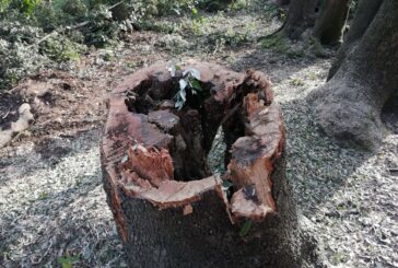 Horti Leonini, lavori di gestione e rinnovo delle alberate nella ragnaia